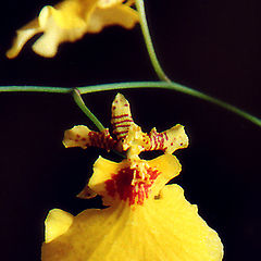 фото "Yellow Orchid"