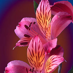 фото "Peruvian Lilies"