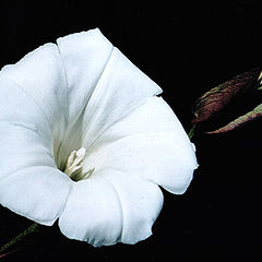 photo "Liane"