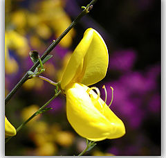 photo "Yellow from Nature"