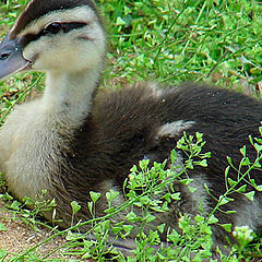 photo "Duckling"