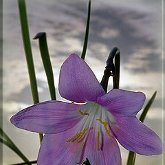 photo "Flower sketch"