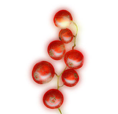 photo "Red currant."