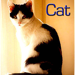 photo "Cat"