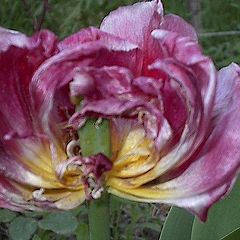 photo "Anatomy of tulip"
