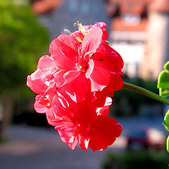 photo "On a balkony in the morning..."