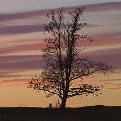 photo "Colors of good evening..."