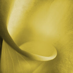 photo "Calla Light"