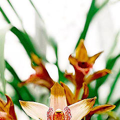фото "Орхидеи"