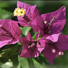 photo "Bougainvillea"