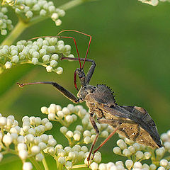 photo "Picking Flowers"