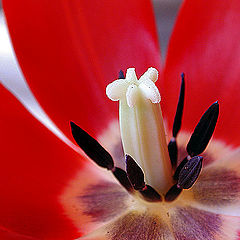 фото "Tulip detail"