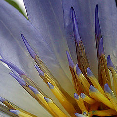 фото "Water Lily"