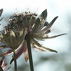 photo "astrantia #2"