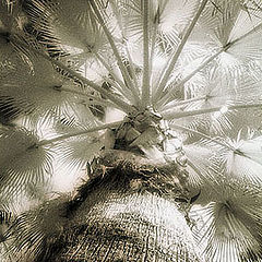 photo "An IR Palm Tree Perspective"
