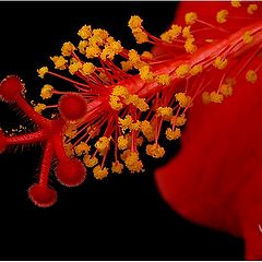 photo "Something about pistils and stamens - 10"