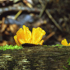 photo "Yellow flat mushroom"