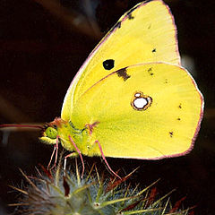 photo "Yellow butterfly"