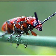 photo "Beetle`s grandpa"