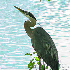 фото "Great Blue Heron"