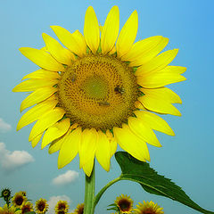 photo "A sunflower"