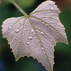 photo "Silvery leaf."