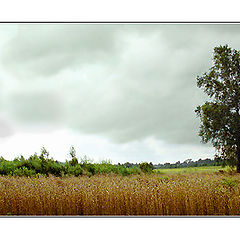 photo "Western wind"