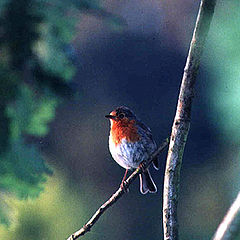 фото "Erithacus rubecula"