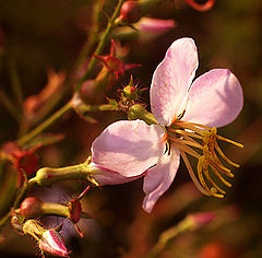 photo "Meadow Beauty"