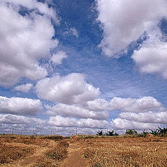 photo "Clouds on the crop"