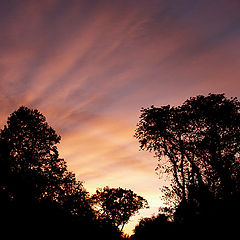 photo "Sunset in the forest"