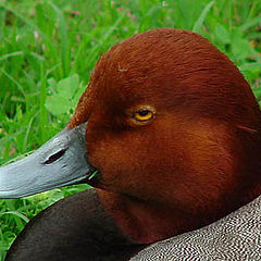 photo "Redhead Duck"