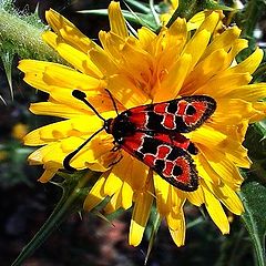 фото "Zygaena"