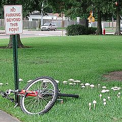 photo "Fairy Ring"