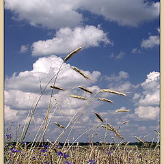 photo "Wheat"