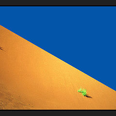 photo "DUNE...."