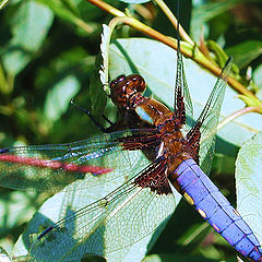 photo "Blue belly"