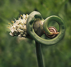 photo "Onion and snail."