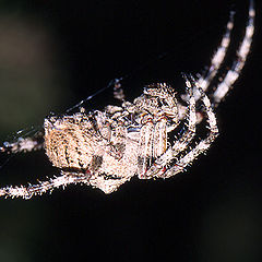 фото "Hanging around"