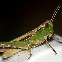 фото "Grasshopper"