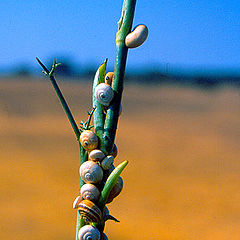 photo "snails"