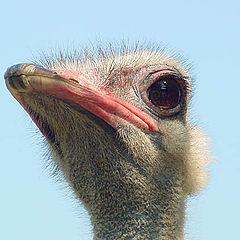 photo "Ostrich"