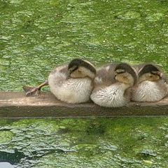 photo "Three Little Ducks"