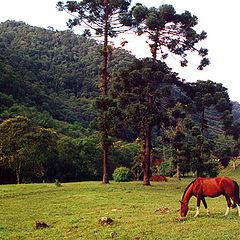 photo "Track of the Gold"