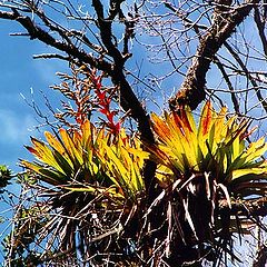 photo "Bromelia"