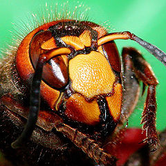 photo "The portrait of  the hornet"