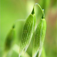 photo "Study in Green II"