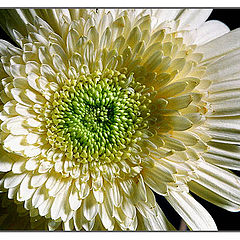 photo "Simple"