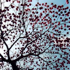 photo "tree on my street"