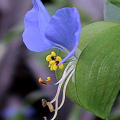 photo "Something new about simple indoor plants"